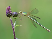 Frank Hollenbach  / pixelio.de